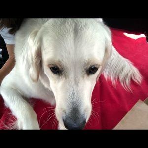 Meet your Posher, Audrey